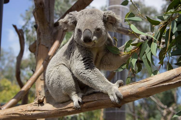 Milo is one of two Queensland koalas spending the summer at the Indianapolis Zoo.