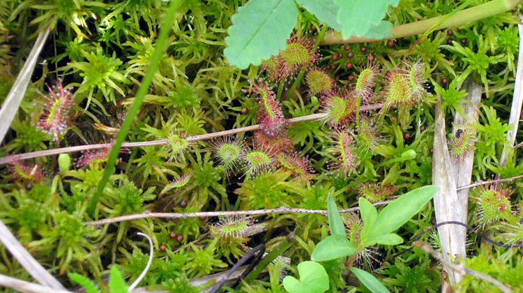 The carnivorous Sundew, grows among Sphagnum Moss in the Lydick Bog Nature Preserve. The plant’s tiny, brightly colored arms are covered at the tips with sticky filaments that help trap insects. - Courtesy of Shirley Heinze Land Trust