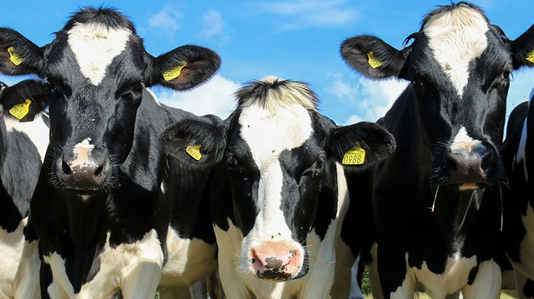 Regulators Sign Off On Dairy Farm In Northwestern Indiana