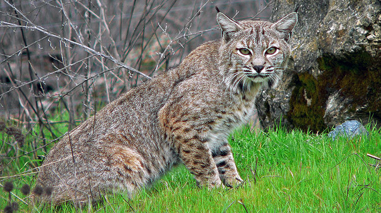 Bobcats, like the one shown here, are the only resident native wild cat in Indiana. - Wiki Commons/CC-0