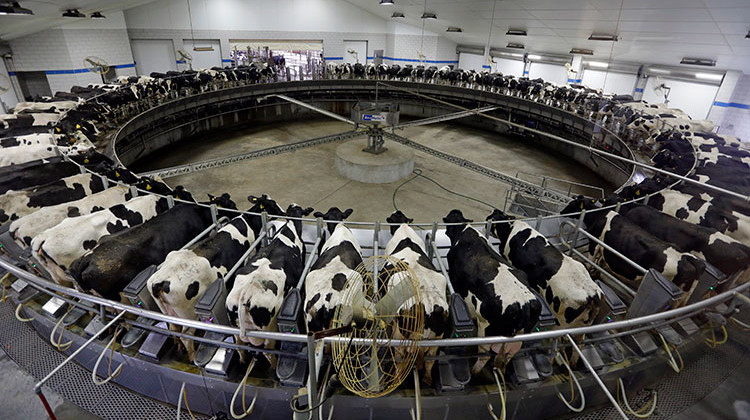 FILE - In this Jan. 26, 2015 file photo, cows are milked on one of the carousels in a milking parlor at Fair Oaks Farms in Fair Oaks, Indiana. - AP Photo/Michael Conroy, File