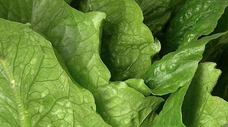 Indianapolis-based Caito Foods was notified by its lettuce supplier, Fresh Express, that the chopped romaine used in some of the salads was being recalled. - Rainer Zenz/CC-BY-SA-3.0