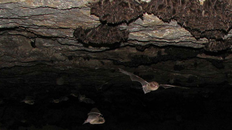 Indiana bats - Andrew King/U.S. Fish and Wildlife Service