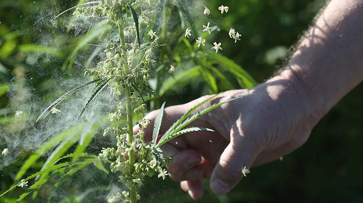 Industrial hemp pollinates prolifically. A slight tap can release a thick cloud of pollen from the plant. - Purdue Agricultural Communication photo/Tom Campbell