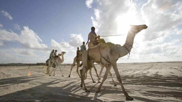 Deadly MERS Virus Circulates Among Arabian Camels