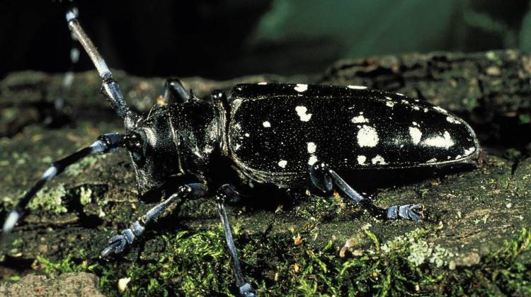 Asian longhorn beetles have been found in Illinois and Ohio, putting Indiana in the at-risk zone. - University of Illinois/James Appleby