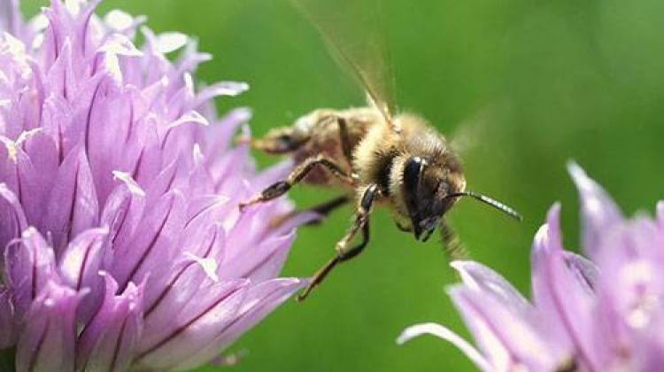 A USDA report shows Indiana lost fewer honey bee colonies in the first quarter of this year than in the same time last year. - file photo