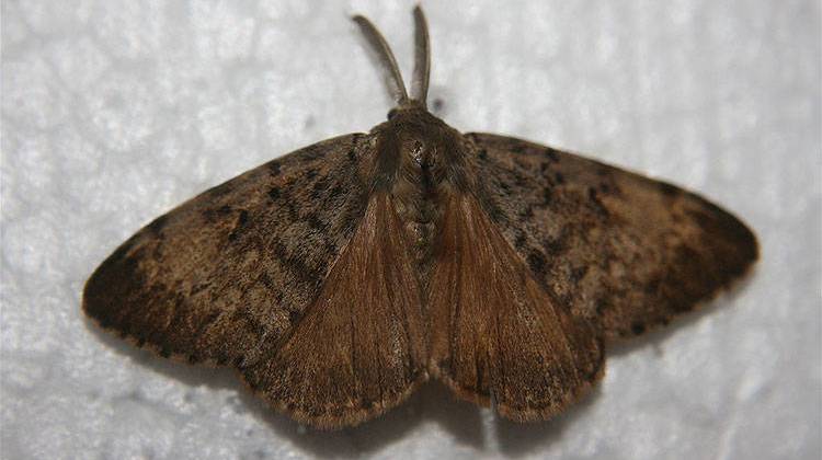 A male gypsy moth.