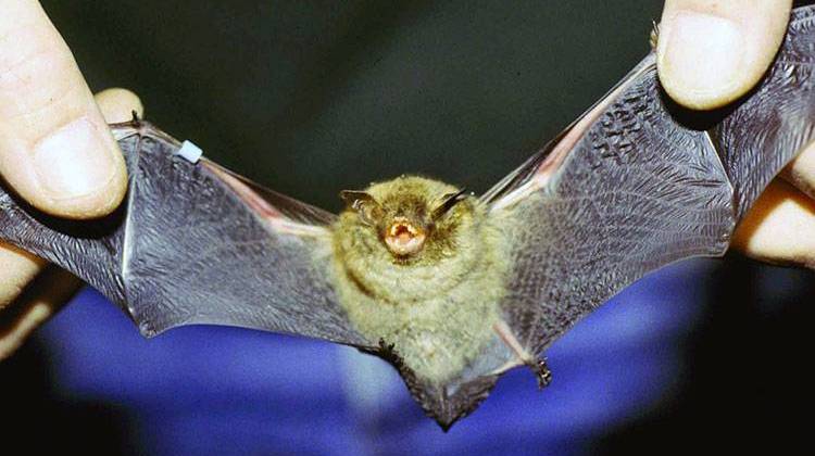 An Indiana bat. - Susi vonOettingen, U.S. Fish and Wildlife Service