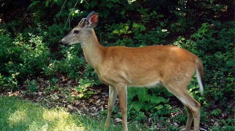 State Police Warn Drivers To Be Aware Of Deer