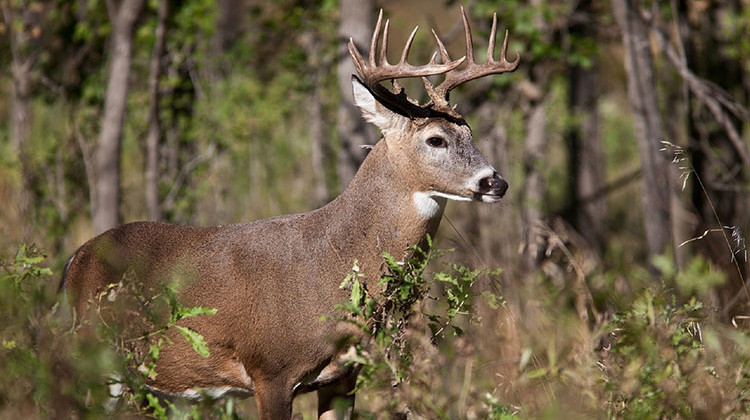 Indiana wildlife biologists evaluate which state parks need a deer cull based on habitat and previous deer-kill rates. - stock photo