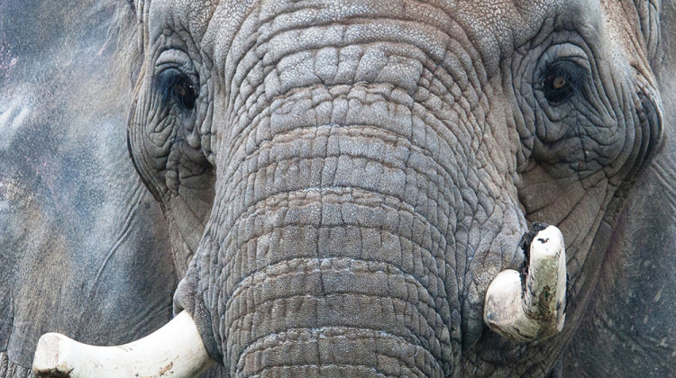 Sophi, 52-Year-Old African Elephant Dies At Indianapolis Zoo