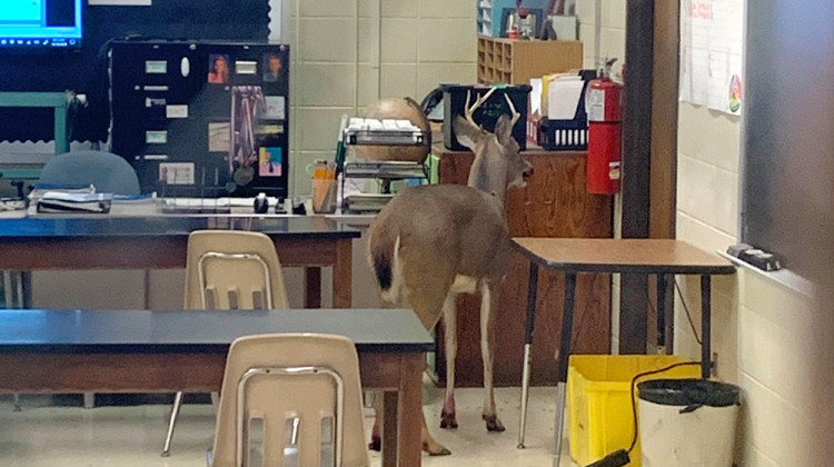 This buck crashed through glass in the upper part of a window at Blackhawk Middle School Tuesday morning. - Courtesy Fort Wayne Community Schools via Facebook