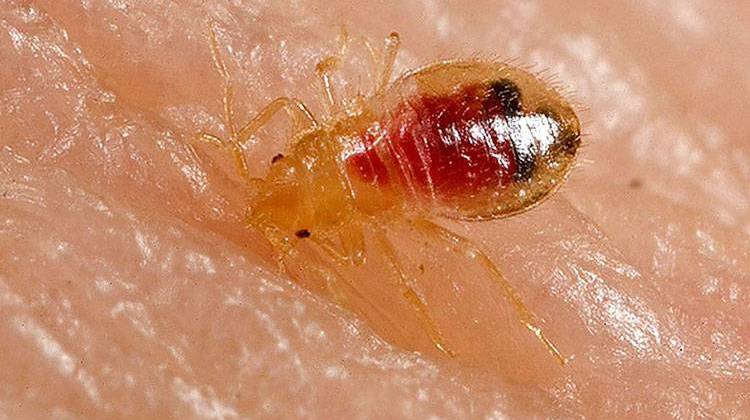 The common bed bug is a wingless, red-brown, blood-sucking insect that grows up to 7 mm in length and has a lifespan from 4 months up to 1 year. - CDC