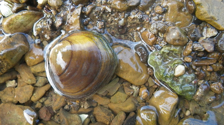 The round hickorynut mussel is an at-risk species that is found throughout the Ohio River System. - Kendall Moles/USFWS
