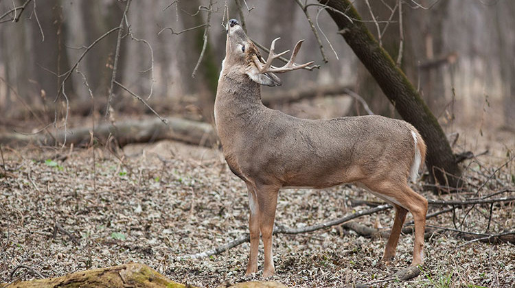 Purdue Partnering With DNR On Deer Management