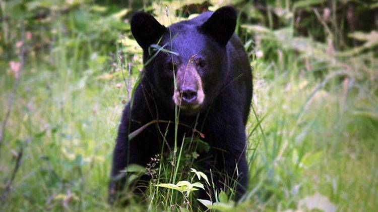 Black bears are shy, but when they learn to associate humans with food, they can become aggressive. - stock photo