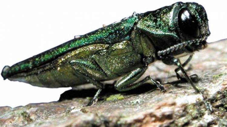 The DNR says the emerald ash borer has killed nearly all mature ash trees across Indiana's northern two-thirds. - USDA