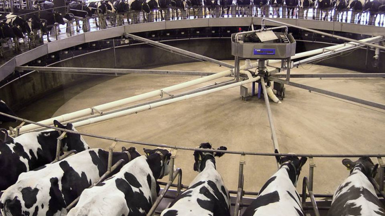 An animal rights group has released new undercover video showing workers at an Indiana dairy farm abusing adult cows while loading them into a milking carousel that visitors can tour at the popular agritourism destination. - Fair Oaks Farms/Facebook