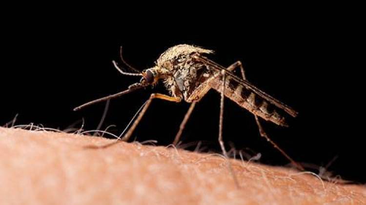 Two more Indiana counties are reporting finding mosquitoes carrying the West Nile virus. - FILE PHOTO: WFYI