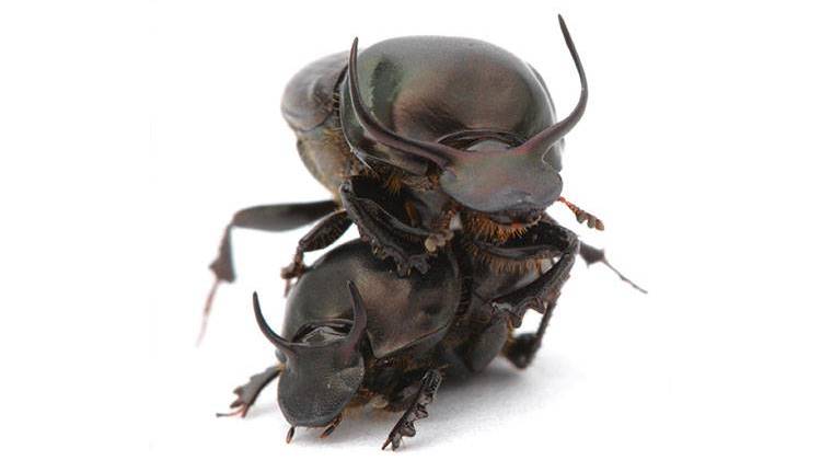 Onthophagus taurus beetles. - Alex Wild / myrmecos.net