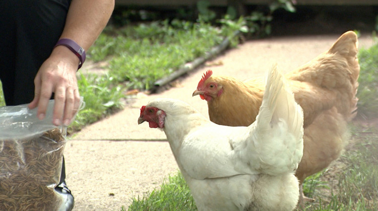 More than 200 Salmonella illnesses linked to backyard poultry have been reported so far this year in the U.S., including four in Indiana. - Steve Burns (WFIU/WTIU)