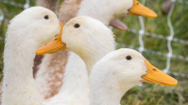 State officials: Bird flu found at Indiana duck farm