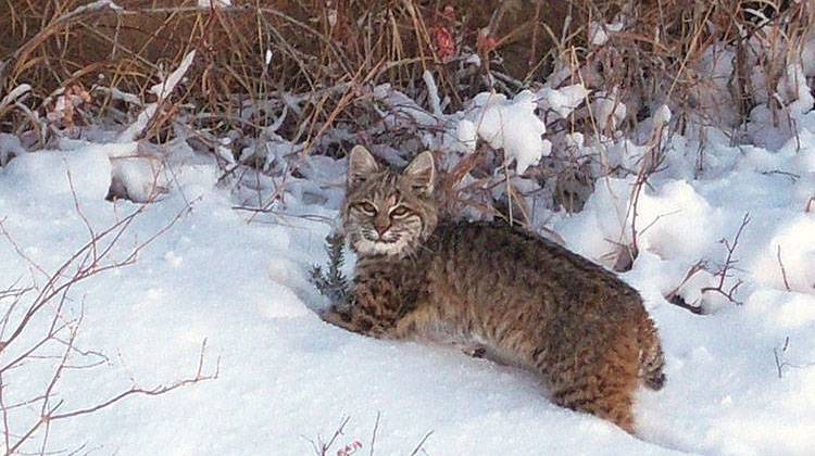 The bobcat was taken off Indiana's endangered species list in 2005. - U.S. Fish and Wildlife Service Headquarters/public domain