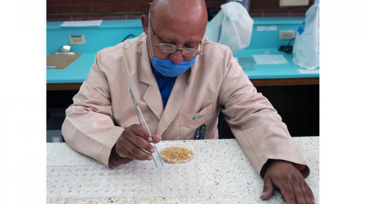 Seeds being arranged on filter paper for a germination test in CIMMYT's Seed Health Laboratory. Seeds are germinated on damp sheets of filter paper under incubation to test for vigor and viability. - (CIMMYT/Flickr)