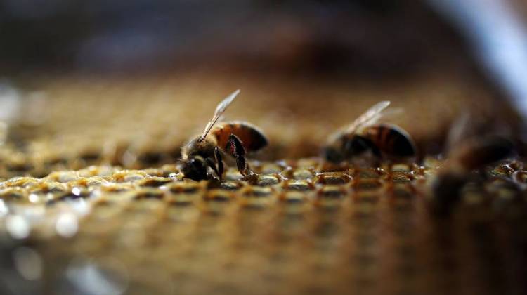 Pollinator Politics: Environmentalists Criticize Obama Plan To Save Bees