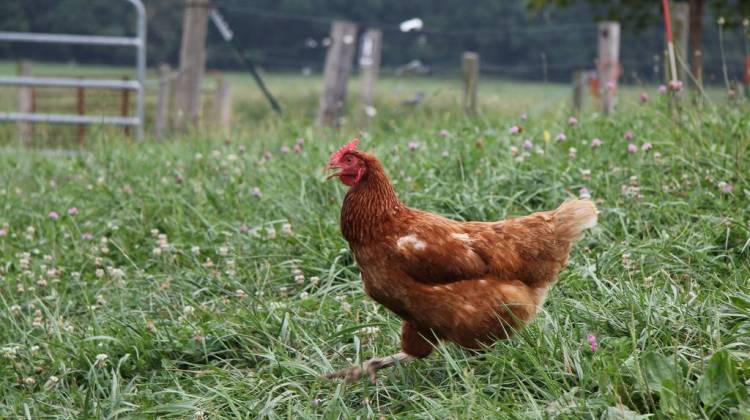 Farm Bureau: New Organic Animal Welfare Rules Would Hurt Farmers