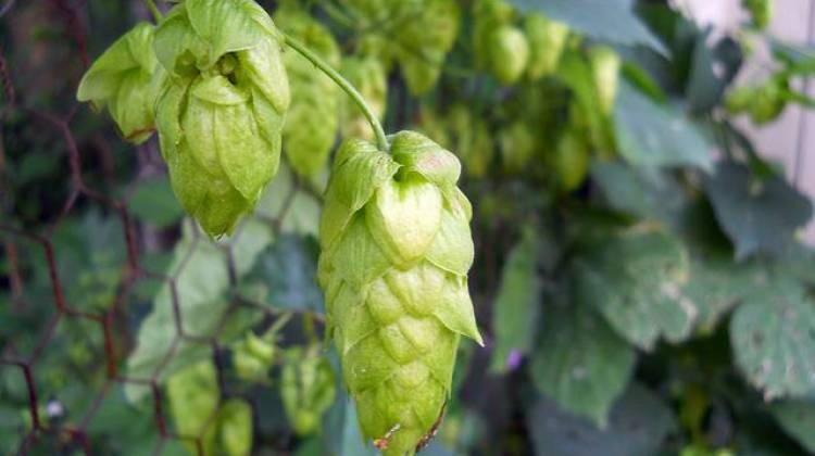 Purdue to Offer Webinars, Tours on Hops Production