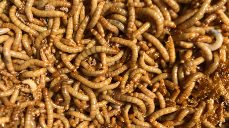 Mealworms can be an alternative source of food for animals and humans.  - Ti Eriksson/IUPUI