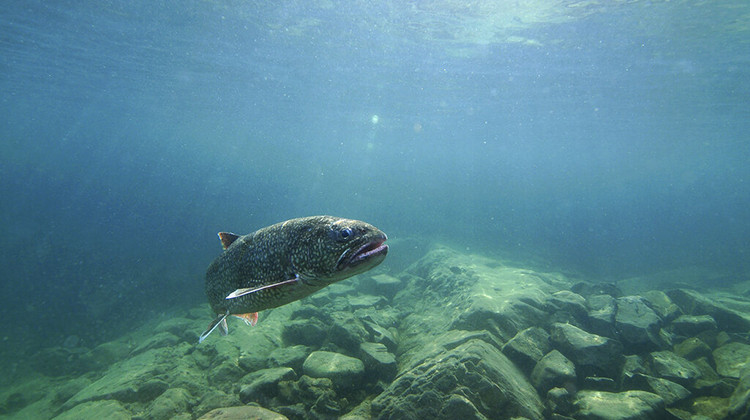 Genetic Mapping Boosts Hopes For Restoring Prized Lake Trout