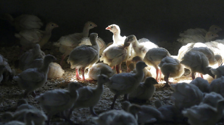 FILE - A flock of young turkeys stand in a barn at the Moline family turkey farm after the Mason, Iowa farm was restocked on Aug. 10, 2015. Farms that raise turkeys and chickens for meat and eggs are on high alert, fearing a repeat of a widespread bird flu outbreak in 2015 that killed 50 million birds across 15 states and cost the federal government nearly $1 billion. The new fear is driven by the discovery announced Feb. 9, 2022, of the virus infecting a commercial turkey flock in Indiana. - AP Photo/Charlie Neibergall, File