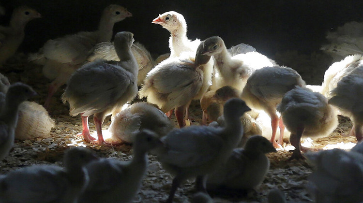 FILE - Turkeys stand in a barn on turkey farm near Manson, Iowa on Aug. 10, 2015. When cases of bird flu are found on poultry farms officials act quickly to slaughter all the birds in that flock even when it numbers in the millions, but animal welfare groups say their methods are inhumane.  - AP Photo/Charlie Neibergall, File