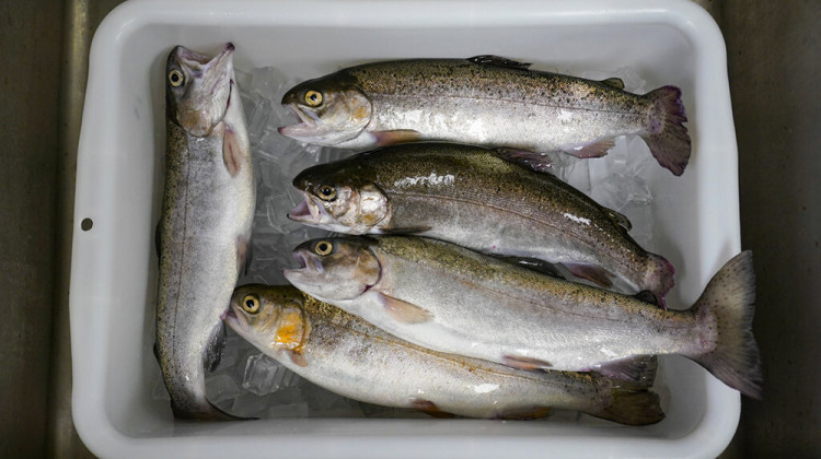 Trout, harvested at White Creek Farms of Indiana in Seymour, Ind., is placed on ice as they are readied for a customer Wednesday, June 29, 2022. White Creek Farms of Indiana produces about 18,000 pounds of trout annually.  - AP Photo/Michael Conroy