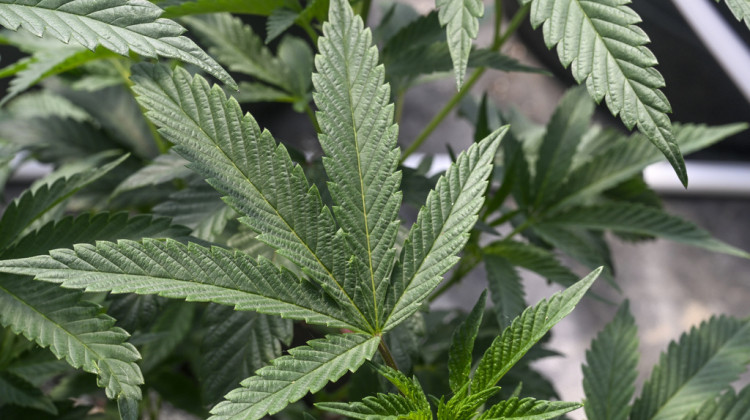 NCAA explore dropping marijuana from banned drug list - Associated Press