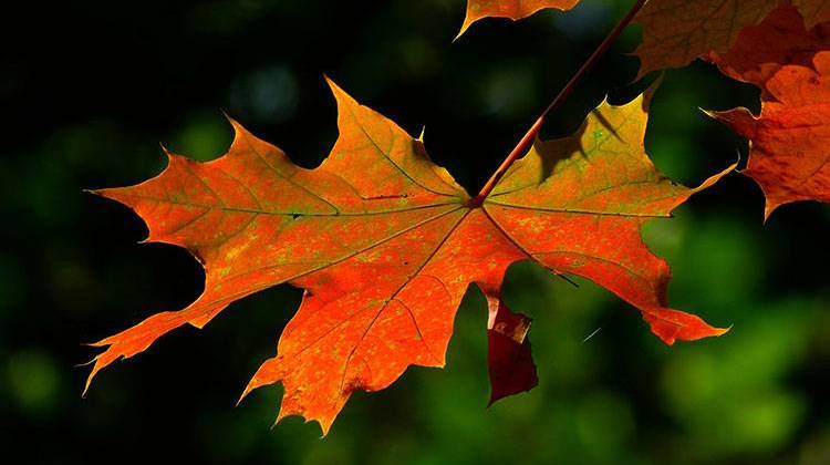 This year's foliage in Indiana has been delayed because the unusual warmth has reduced the number of cool nights and moist soils that spur fall colors. - stock photo