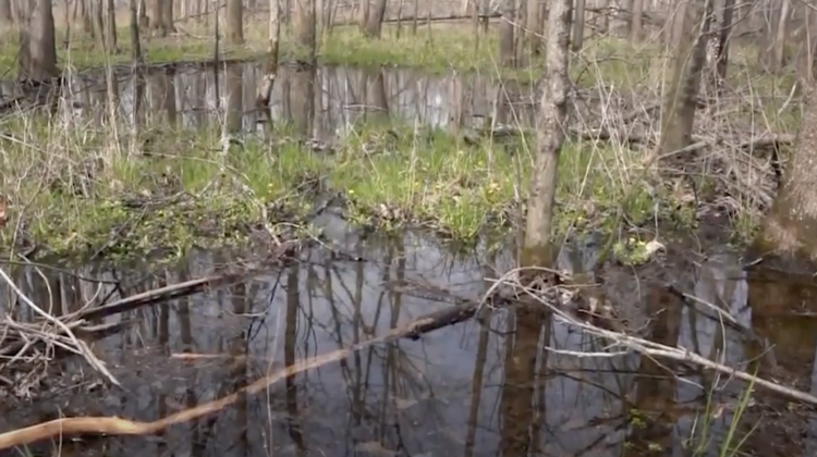 A wetland area at Bean Blossom Bottoms Nature Preserve in Monroe County.  - Alex Paul/WTIU