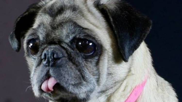 Miss Betty, a rescued pug, makes her stage debut this weekend with the Indianapolis Opera.