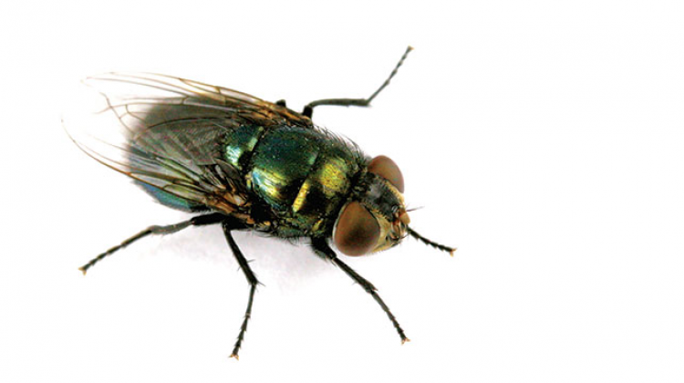 Indiana Researchers Map The Black Blow Fly Genes
