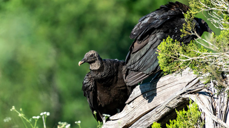 Black vultures at a park near Austin, Texas. Not to be confused with red-headed turkey vultures, some farmers say black vultures have been harassing or killing their livestock.  - Aleksomber/Wikimedia Commons