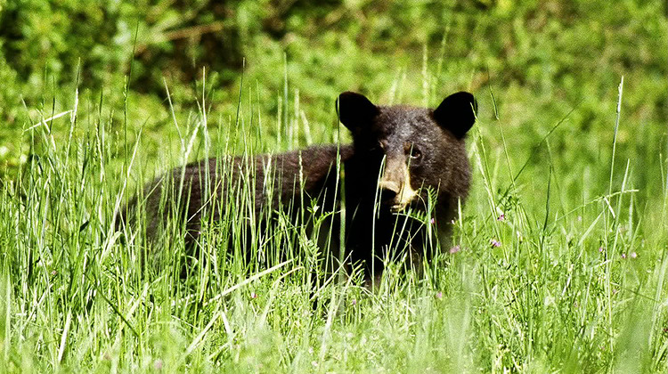 Black bears, like this one pictured in the Great Dismal Swamp National Wildlife Refuge in Suffolk, Virginia, are rarely seen in Indiana.  - United States Fish and Wildlife Service