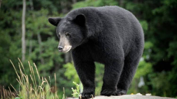 Rare Bear: Confirmed Sighting is Indiana's First in 140 Years