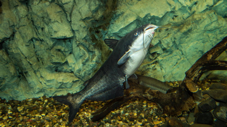 Blue catfish are native to Indiana rivers like the Ohio. - (U.S. Fish and Wildlife Service/Wikimedia Commons)