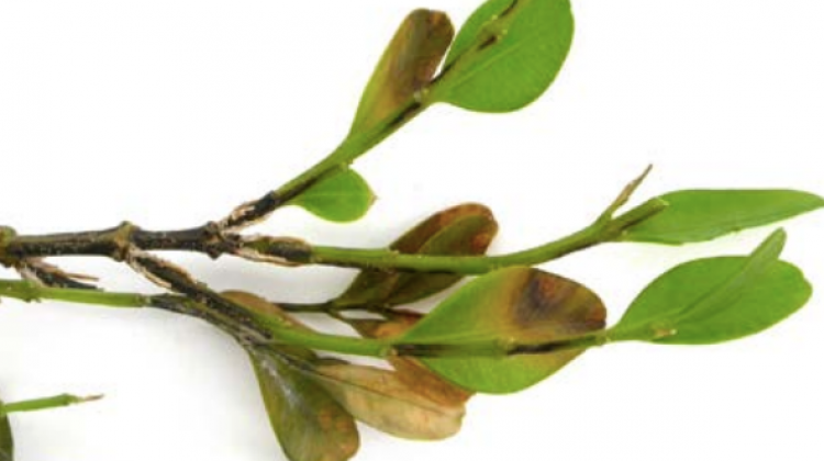 A key symptom that differentiates boxwood blight from other boxwood diseases is narrow black streaks that develop on green stems. - Purdue Extension/photo by M. Daughtrey, New York