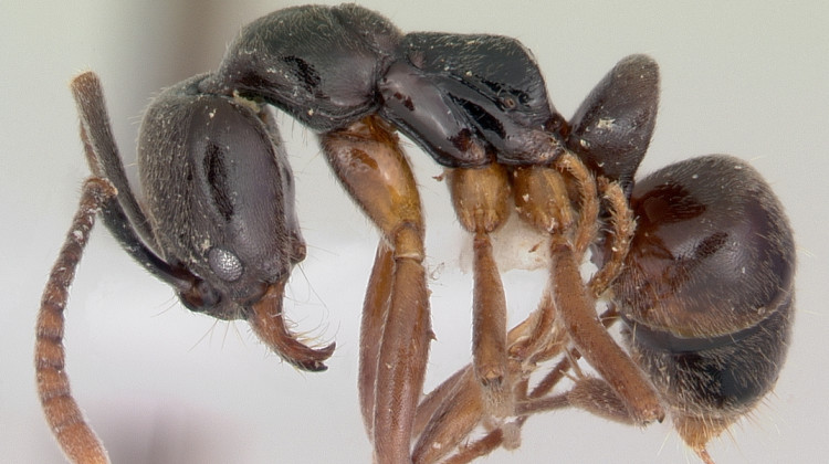 Profile view of ant Brachyponera chinensis specimen casent0104738. - April Nobile / © AntWeb.org / CC BY-SA 3.0