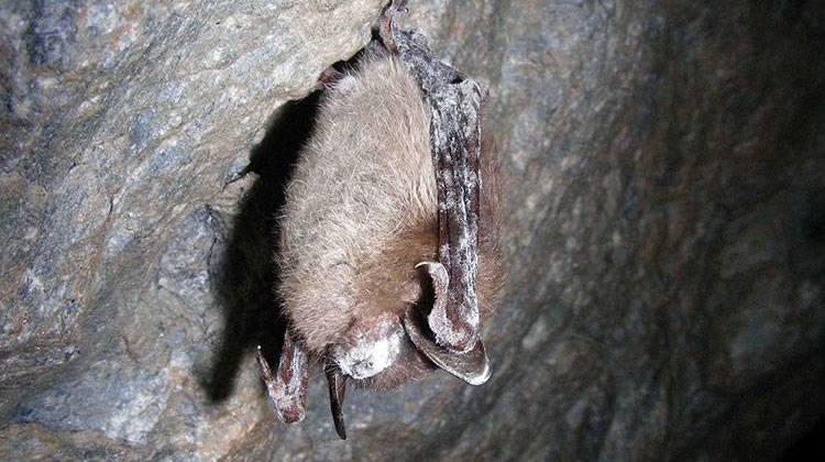 Brown bat displaying white nose syndrome. - Photo courtesy U.S. Fish and Wildlife Service