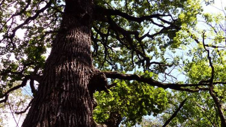 Burr Oak Tree - Leigh DeNoon